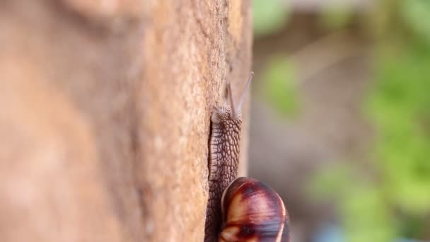 Caracol à procura de comida, close-up — Vídeo de Stock