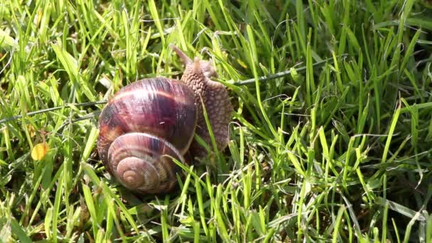 Snail searching for food, close up — Stock Video