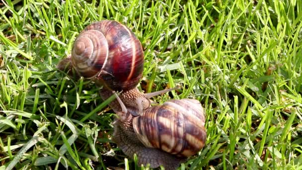 Pareja de caracoles. Amantes de los caracoles. Caracol pareja hacer el amor . — Vídeos de Stock