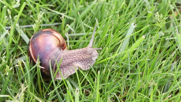 Snail searching for food, close up — Stock Video