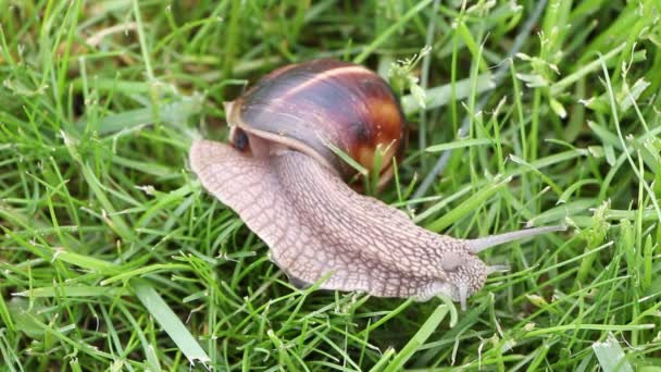 Snail searching for food, close up — Stock Video