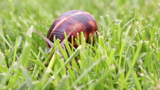 Caracol à procura de comida, close-up — Vídeo de Stock