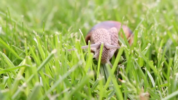 Caracol à procura de comida, close-up — Vídeo de Stock