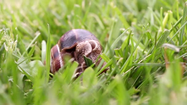 蜗牛寻找食物，关闭 — 图库视频影像