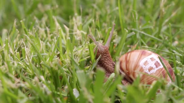 Primer plano de un caracol con ventanas de su caparazón, concepto de bienes raíces — Vídeo de stock