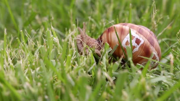 Nahaufnahme einer Schnecke mit Fenstern ihres Gehäuses, Immobilienkonzept — Stockvideo