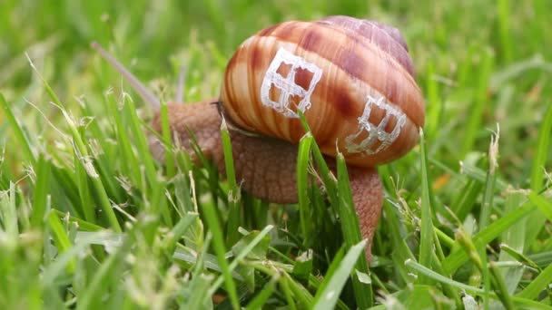 Gros plan d'un escargot avec fenêtres de sa coquille, concept immobilier — Video