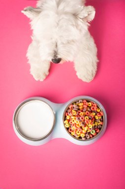 The dog eats corn flakes and milk for breakfast. View from above. High quality photo