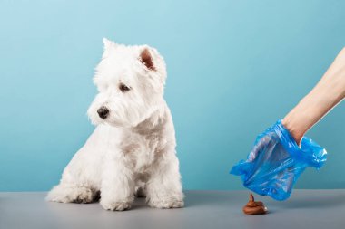 A woman cleans the shit into a bag after a West Highland White Terrier dog. Confused dog. High quality photo