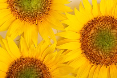 Beyaz arka planda izole edilmiş ayçiçeği çiçeği. Tohumlar ve yağ. Düz yerde, üst tarafta. Yüksek kalite fotoğraf