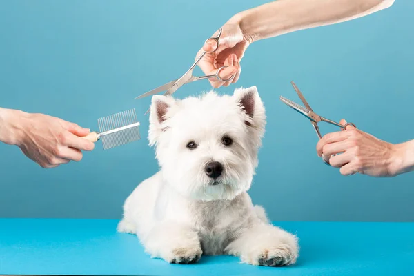 Dog gets hair cut at Pet Spa Grooming Salon. Closeup of Dog. the dog has a haircut. comb the hair, groomer concept.. High quality photo