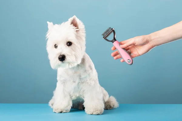 Dog gets hair cut at Pet Spa Grooming Salon. Closeup of Dog. the dog has a haircut. comb the hair, groomer concept.. High quality photo