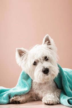 Banyo yaptıktan sonra şirin West Highland White Terrier köpeği. Havluya sarılmış köpek. Hayvan bakımı konsepti. Uzayı kopyala Mesaj için yer. Yüksek kalite fotoğraf