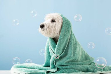 Cute West Highland White Terrier dog after bath. Dog wrapped in towel. Pet grooming concept. Copy Space. Place for text. High quality photo