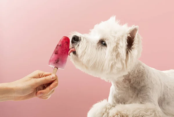 White dog licks ice cream on a pink background, summer. High quality photo