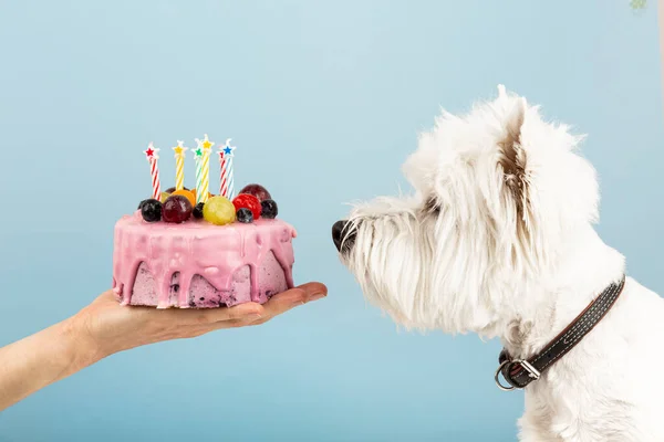 Cute dog with birthday cake. Horizontal web banner or social media cover. High quality photo