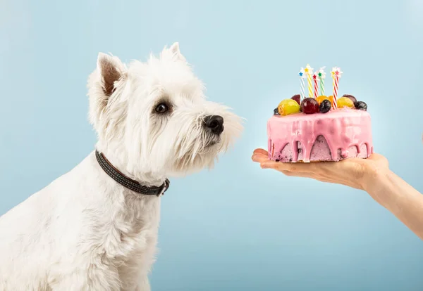 Cute dog with birthday cake. Horizontal web banner or social media cover. High quality photo