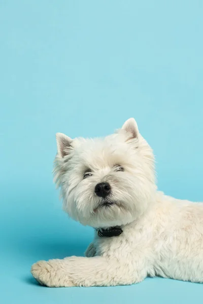 west highland white terrier laying down with his tong out, against blue background. High quality photo