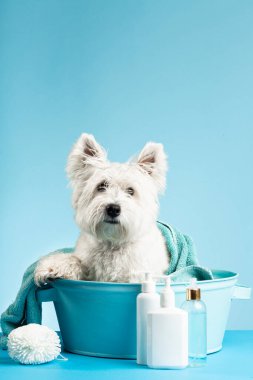 Cute West Highland White Terrier dog after bath. Dog wrapped in towel. Pet grooming concept. Copy Space. Place for text. High quality photo