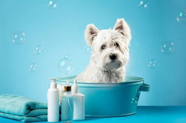 Cute West Highland White Terrier dog after bath. Dog wrapped in towel. Pet grooming concept. Copy Space. Place for text. High quality photo