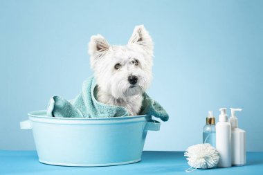 Cute West Highland White Terrier dog after bath. Dog wrapped in towel. Pet grooming concept. Copy Space. Place for text. High quality photo