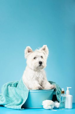 Cute West Highland White Terrier dog after bath. Dog wrapped in towel. Pet grooming concept. Copy Space. Place for text. High quality photo