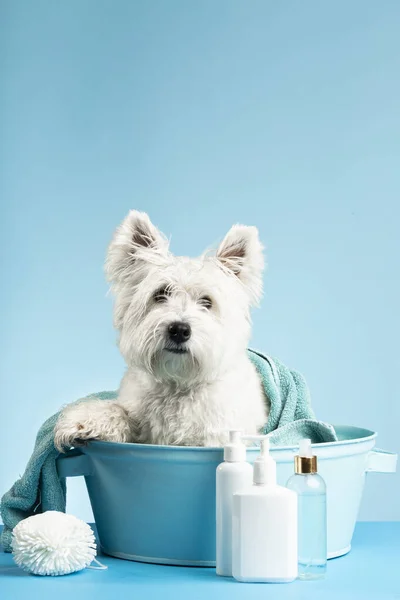 Niedlicher West Highland White Terrier Hund Nach Dem Baden Hund — Stockfoto