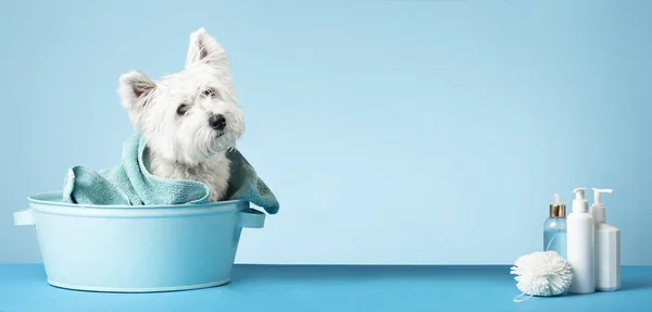 Niedlicher West Highland White Terrier Hund Nach Dem Baden Hund — Stockfoto