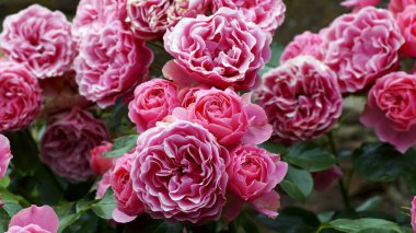 Arka plandaki gül çiçeği gül bahçesindeki pembe güller bulanık. Doğa.