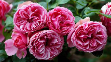 Arka plandaki gül çiçeği gül bahçesindeki pembe güller bulanık. Doğa.