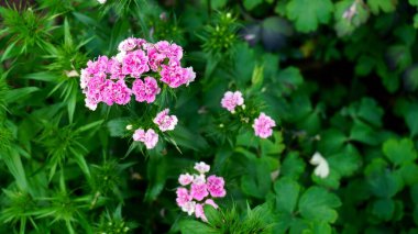 Pembe Dianthus caryophyllus, karanfil ya da karanfil pembesi, Dianthus türü..