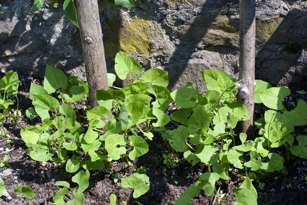 Closeup of broad beans fava beans plants growing with flowers — Fotografia de Stock