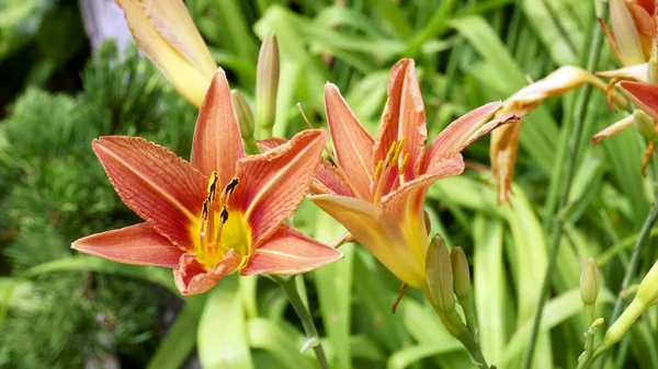 Lilium bulbiferum, common names orange lily, fire lily. —  Fotos de Stock