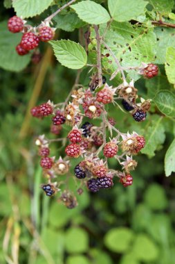 Bir grup olgun böğürtlen meyvesi - Rubus fruticosus - bir çiftlikte yeşil yapraklarla dalında