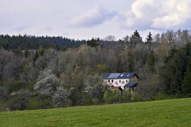 Almanya 'da ilkbaharda meyve ağacı çiçek açar.