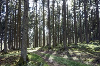 İlkbaharda bir ormanda yürüyüş yolu, genç yeşil yapraklar