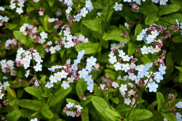 Fond des nombreuses belles myosotis bleues — Photo