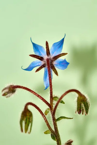Isolated image of a borage plant,Scientific name Borago officinalis, which is photographed against a green background — Stock Photo, Image