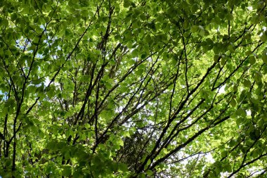 İlkbaharda bir ormanda yürüyüş yolu, genç yeşil yapraklar