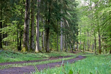 İlkbaharda bir ormanda yürüyüş yolu, genç yeşil yapraklar