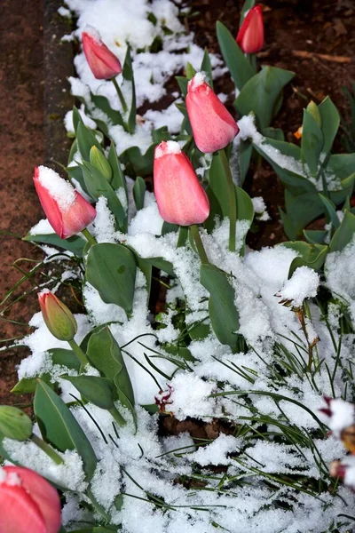 Baharda kırmızı laleler bahçede bulanık bir arkaplanda fotoğraflandı.