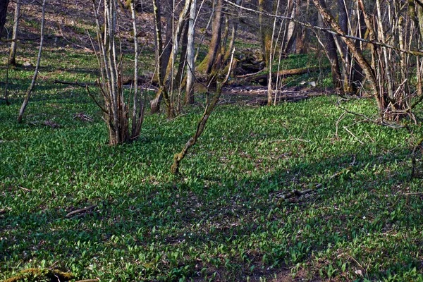 Ramsons o ajo salvaje Allium ursinum Creciendo naturalmente en Alemania. — Foto de Stock