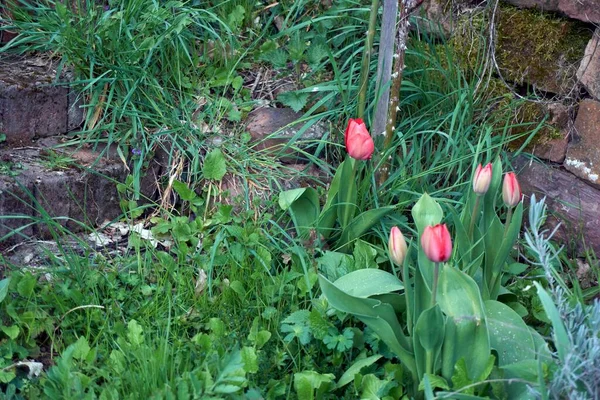 Rote Tulpen im Frühling vor verschwommenem Hintergrund im Garten fotografiert — Stockfoto
