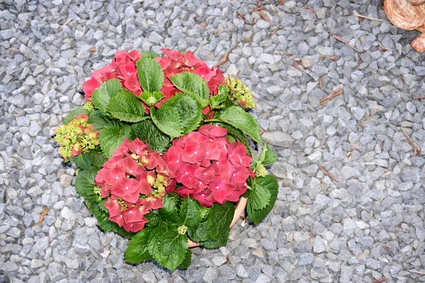 Fiori Hortensia Rosa Rosso Giardino Vicino Molti Fiori Rossi Ortensia — Foto Stock