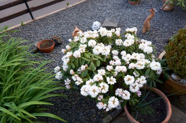 Yeşil yapraklı beyaz rhododendron çiçekleri.