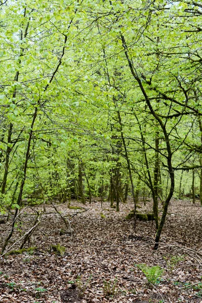 태양에 화창한 여름날숲길 — 스톡 사진