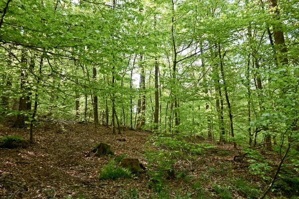 Een Pad Het Bos Verlicht Door Zon Bospad Een Zonnige — Stockfoto
