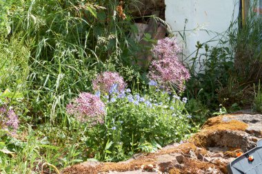 Allium cristophii, İran soğanı ya da İran 'ın çiçekli yıldızı.