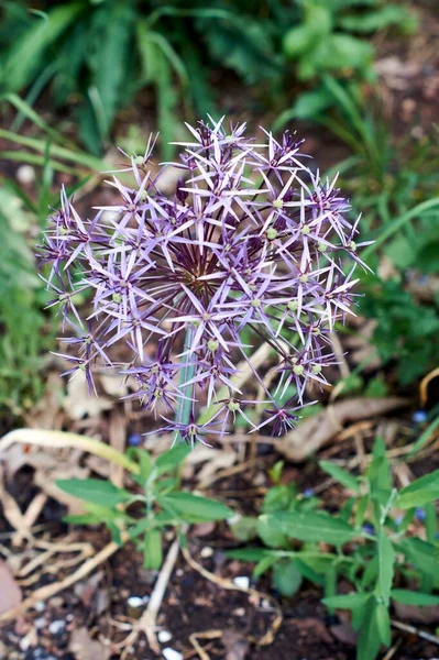 Allium Cristophii Die Persische Zwiebel Oder Der Stern Von Persien — Stockfoto