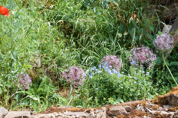 Allium Cristophii Cebola Persa Estrela Pérsia Flor — Fotografia de Stock